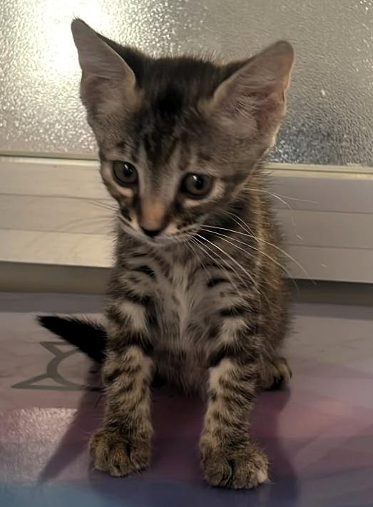 3 GATTINI CUCCIOLINI Foto 2